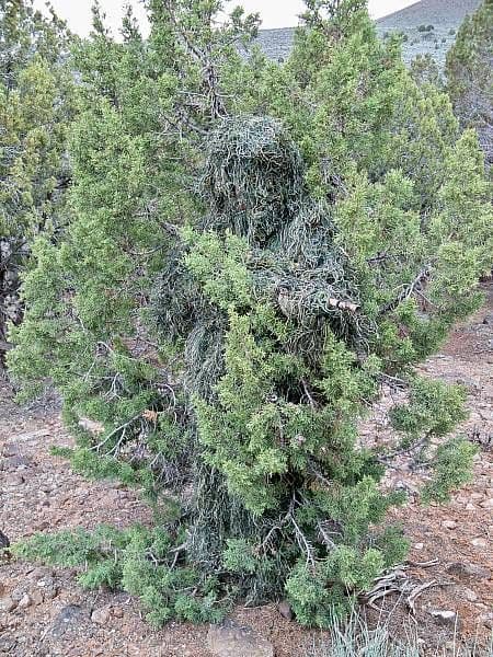 Kombat UK Adults Full 5 Piece Ghillie Camouflage Suit